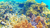 เกาะหลีเป๊ะหาดใหญ่3วัน2คืน เกาะหลีเป๊ะหาดใหญ่3วัน2คืน