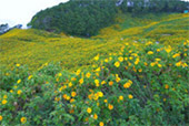 1600 Height, Flower Hill 1600 Height, Flower Hill