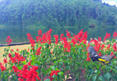 1600 Height, Flower Hill 1600 Height, Flower Hill