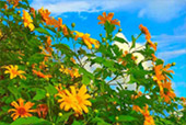 1600 Height, Flower Hill 1600 Height, Flower Hill