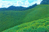 1600 Height, Flower Hill 1600 Height, Flower Hill