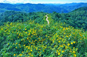 1600 Height, Flower Hill 1600 Height, Flower Hill