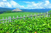 Fresh Trace: เมืองปาย Fresh Trace: เมืองปาย
