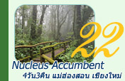 Nucleus Accumbent แม่ฮ่องสอน เชียงใหม่ Nucleus Accumbent แม่ฮ่องสอน เชียงใหม่
