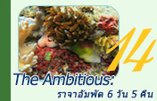 The Ambitious: ราจาอัมพัต The Ambitious: ราจาอัมพัต
