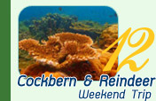 Weekend Cockbern and Reindeer Weekend Cockbern and Reindeer