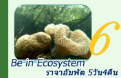 Be in Ecosystem: ราจาอัมพัต 5วัน4คืน Be in Ecosystem: ราจาอัมพัต 5วัน4คืน