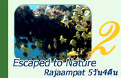 Escaped to Nature Raja Ampat Escaped to Nature Raja Ampat