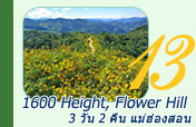 1600 Height, Flower Hill 3วัน2คืน 1600 Height, Flower Hill 3วัน2คืน