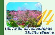 3วัน2คืน เที่ยวเหนือ ต้องดอยแม่สลอง