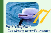 Pink Dolphin: 3 วัน 2 คืน