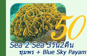 Sea 2 Sea 3วัน2คืน ชุมพร บลูสกายพยาม Sea 2 Sea 3วัน2คืน ชุมพร บลูสกายพยาม