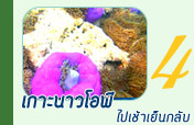 เกาะนาวโอพีไปเช้าเย็นกลับ เกาะนาวโอพีไปเช้าเย็นกลับ