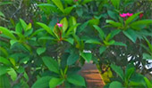 Hidden Use น่าน หลวงพระบาง 5วัน4คืน Hidden Use น่าน หลวงพระบาง 5วัน4คืน