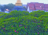 Hidden Use น่าน หลวงพระบาง 5วัน4คืน Hidden Use น่าน หลวงพระบาง 5วัน4คืน