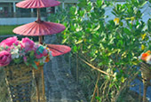 Hidden Use น่าน หลวงพระบาง 5วัน4คืน Hidden Use น่าน หลวงพระบาง 5วัน4คืน