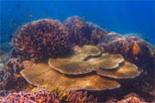 3วัน2คืน เกาะฮาคินโย + นาวโอพี 3วัน2คืน เกาะฮาคินโย + นาวโอพี