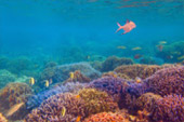 3วัน2คืน เกาะฮาคินโย + นาวโอพี 3วัน2คืน เกาะฮาคินโย + นาวโอพี