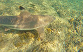 Nui Bay, Bamboo Island, Baby Sharks