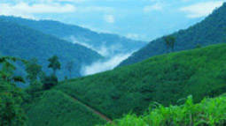 Phu-Land 2วัน1คืน ภูชี้ฟ้า เชียงแสน Phu-Land 2วัน1คืน ภูชี้ฟ้า เชียงแสน