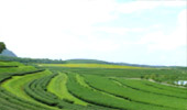 Phu-Land 2วัน1คืน ภูชี้ฟ้า เชียงแสน Phu-Land 2วัน1คืน ภูชี้ฟ้า เชียงแสน