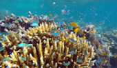 Cockbern & Pinsa Island Cockbern & Pinsa Island