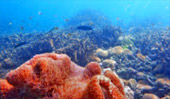 Cockbern & Pinsa Island Cockbern & Pinsa Island