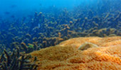 Cockbern & Pinsa Island Cockbern & Pinsa Island