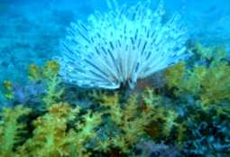 Cockbern & Pinsa Island Cockbern & Pinsa Island