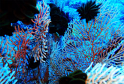 Cockbern & Pinsa Island Cockbern & Pinsa Island