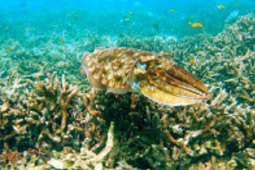 Cockbern & Pinsa Island Cockbern & Pinsa Island