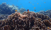 Cockbern & Pinsa Island Cockbern & Pinsa Island