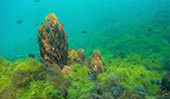 Best of Thai Bay 4วัน3คืน ชุมพร ประจวบ Best of Thai Bay 4วัน3คืน ชุมพร ประจวบ