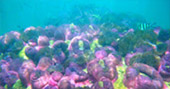 Best of Thai Bay 4วัน3คืน ชุมพร ประจวบ Best of Thai Bay 4วัน3คืน ชุมพร ประจวบ