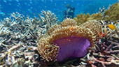 Coral Game 6Days 5Nights Raja-Ampat Coral Game 6Days 5Nights Raja-Ampat