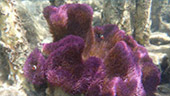 Coral Game 6Days 5Nights Raja-Ampat Coral Game 6Days 5Nights Raja-Ampat