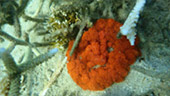 Coral Game 6Days 5Nights Raja-Ampat Coral Game 6Days 5Nights Raja-Ampat