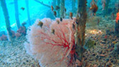 Coral Game 6Days 5Nights Raja-Ampat Coral Game 6Days 5Nights Raja-Ampat