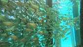 Coral Game 6Days 5Nights Raja-Ampat Coral Game 6Days 5Nights Raja-Ampat