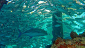 Coral Game 6Days 5Nights Raja-Ampat Coral Game 6Days 5Nights Raja-Ampat