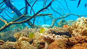 Coral Game 6Days 5Nights Raja-Ampat Coral Game 6Days 5Nights Raja-Ampat