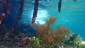 Coral Game 6Days 5Nights Raja-Ampat Coral Game 6Days 5Nights Raja-Ampat