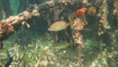 Coral Game 6Days 5Nights Raja-Ampat Coral Game 6Days 5Nights Raja-Ampat