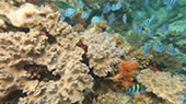 Coral Game 6Days 5Nights Raja-Ampat Coral Game 6Days 5Nights Raja-Ampat