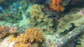 Coral Game 6Days 5Nights Raja-Ampat Coral Game 6Days 5Nights Raja-Ampat