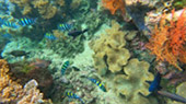 Coral Game 6Days 5Nights Raja-Ampat Coral Game 6Days 5Nights Raja-Ampat