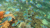 Coral Game 6Days 5Nights Raja-Ampat Coral Game 6Days 5Nights Raja-Ampat
