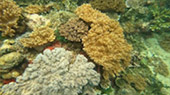 Coral Game 6Days 5Nights Raja-Ampat Coral Game 6Days 5Nights Raja-Ampat
