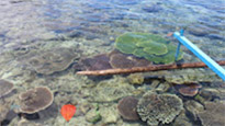 Coral Game 6Days 5Nights Raja-Ampat Coral Game 6Days 5Nights Raja-Ampat