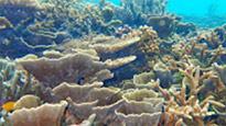 Coral Game 6Days 5Nights Raja-Ampat Coral Game 6Days 5Nights Raja-Ampat